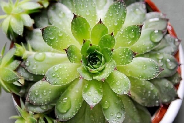 寶石花和觀音蓮的區(qū)別，詳細介紹葉子和花朵的不同