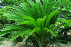 蘇鐵葉子發(fā)黃的原因以及解決方法，多是以下五種原因