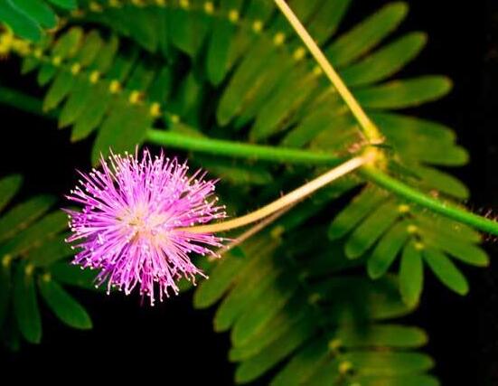 養(yǎng)含羞草對人體有害嗎，含有輕微的毒性/無害(放心養(yǎng)殖)