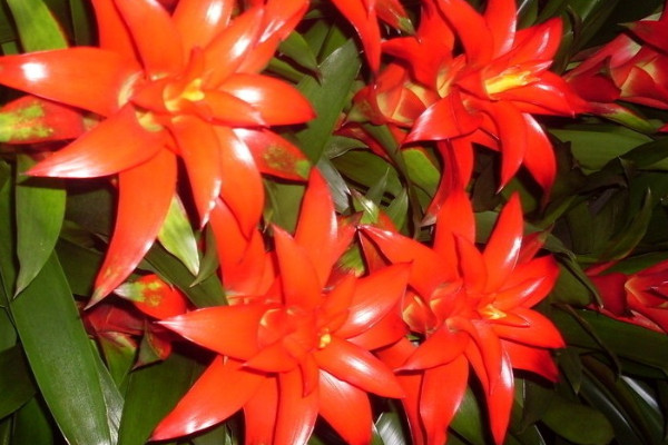 鴻運當(dāng)頭無根能活嗎