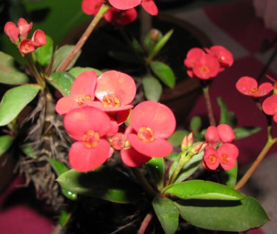 虎刺梅怎么扦插，擇10厘米健壯枝條/做好消毒處理