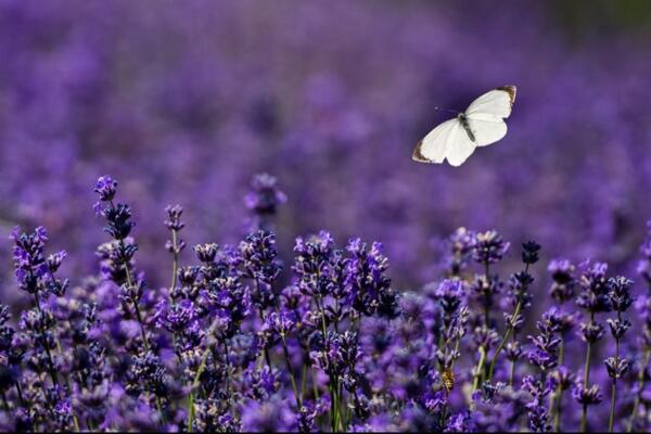 薰衣草花語和象征意義，象征著愛情與友情