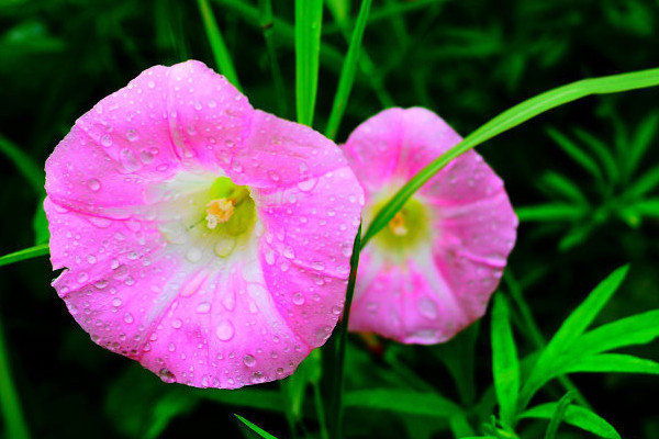 牽?；ǖ酿B(yǎng)殖方法和注意事項