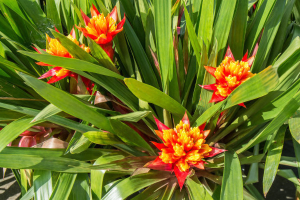 鴻運當頭怎么養(yǎng)才紅