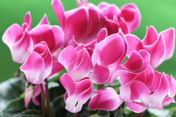 仙客來(lái)會(huì)結(jié)種子嗎