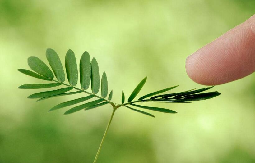含羞草夏天能播種嗎，不能種/只能在春秋兩季栽種
