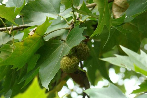 二球懸鈴木果實能吃嗎