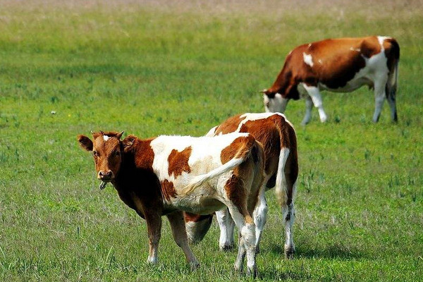 牛糞怎么發(fā)酵成有機(jī)肥