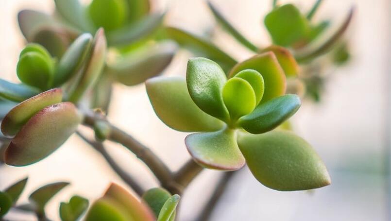 玉樹花和燕子掌的區(qū)別，葉片上的3處不同