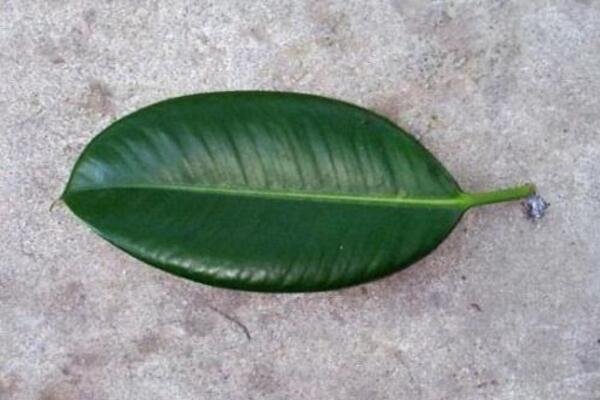 橡皮樹葉子怎么扦插，只需要簡單的幾步即可完成