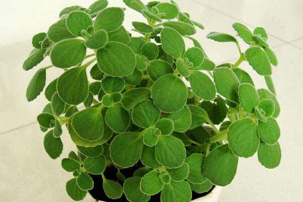 碰碰香有毒嗎，無毒但部分人對香味過敏