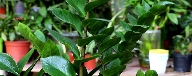 金錢樹(shù)秋天可以換盆嗎