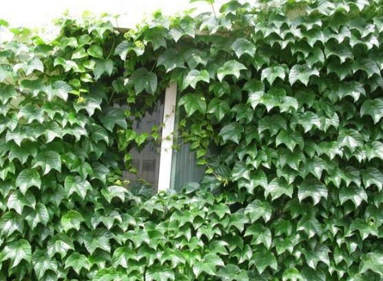 常春藤掉葉子怎么辦，四種原因以及解決辦法