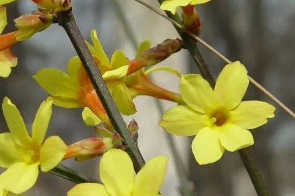 迎春花春天種大概什么時(shí)候開花