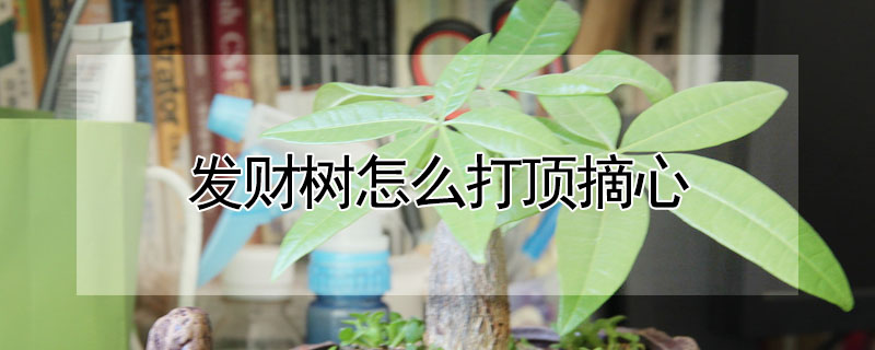 發(fā)財(cái)樹怎么打頂摘心