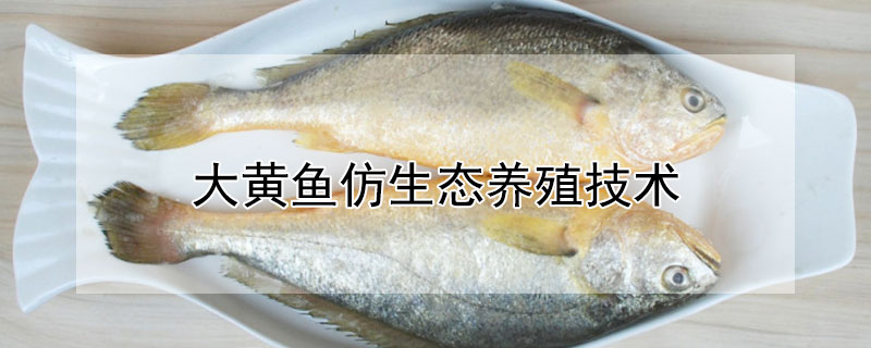 大黃魚仿生態(tài)養(yǎng)殖技術