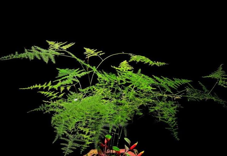 為什么家里不能養(yǎng)文竹，這是不科學的理論