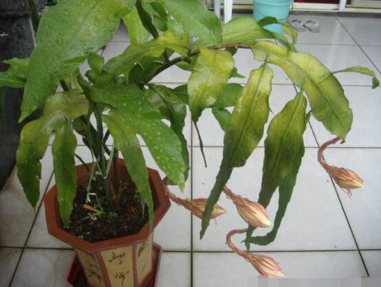 曇花換盆注意事項，只需要注意五個要點即可