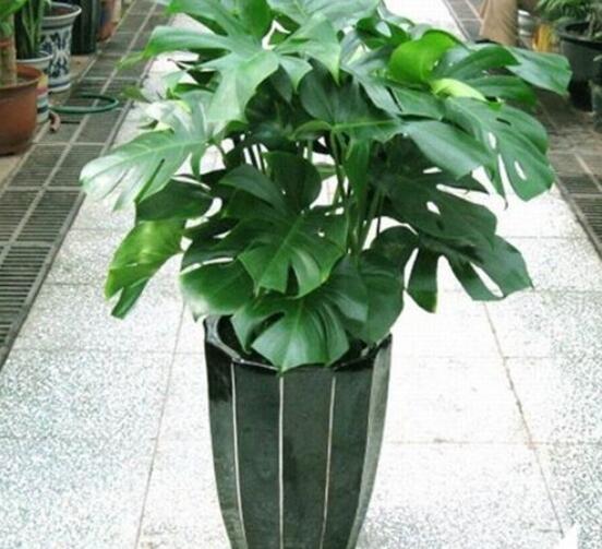 龜背竹用深盆還是淺盆，透氣性強深盆為主(陶盆/紫砂盆/泥瓦盆)