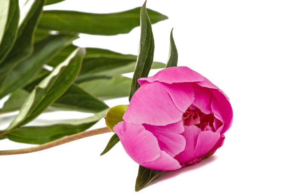 芍藥根能長(zhǎng)多大