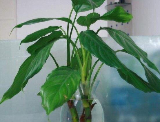 萬(wàn)年青開花代表什么，富貴吉祥,健康長(zhǎng)壽