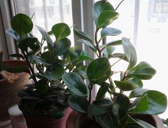 碧玉花有毒嗎，碧玉花可以養(yǎng)在室內(nèi)嗎