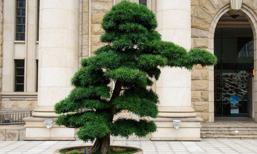 迷你羅漢松的養(yǎng)殖方法，簡單好養(yǎng)的四種方法