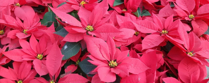 一品紅開(kāi)完花怎么修剪