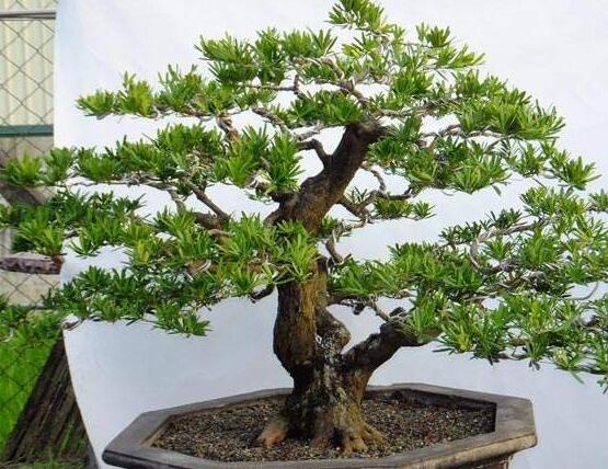 為什么羅漢松慢慢枯萎，做好澆水/保持溫度光照