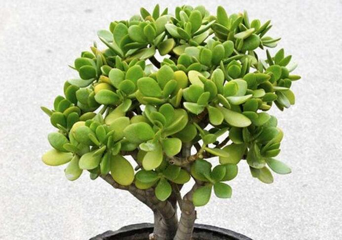 玉樹盆景怎么養(yǎng)，茁壯成長的四大養(yǎng)殖技巧