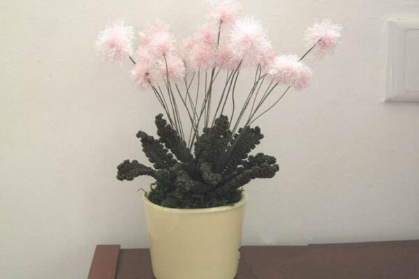 蒲公英怎么養(yǎng)，蒲公英養(yǎng)殖5大要點