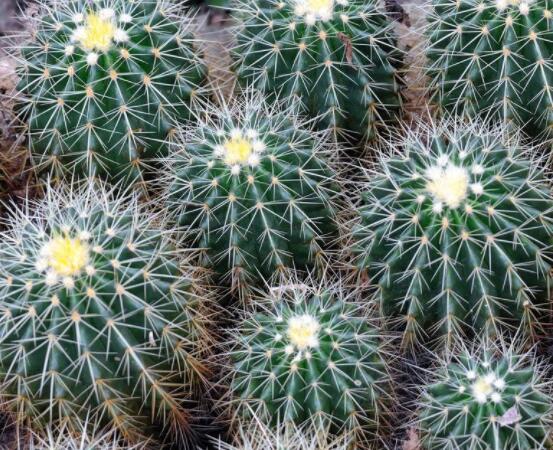 仙人球的養(yǎng)殖方法和注意事項，做好五個要點一年四季健康茂盛