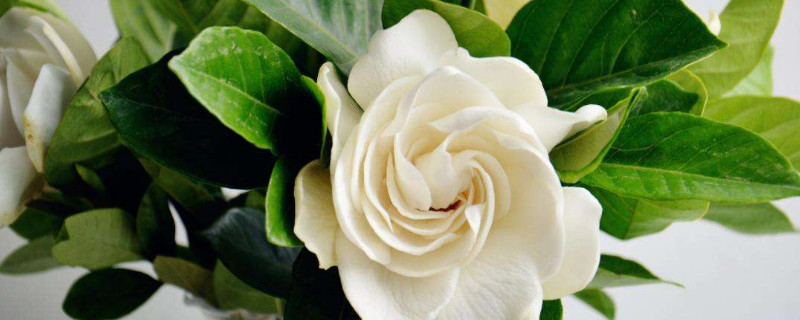 梔子花花瓣發(fā)黃怎么辦