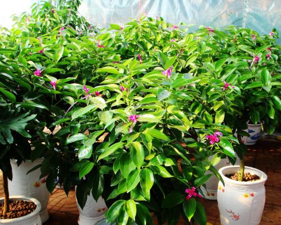 平安樹開花嗎，平安樹養(yǎng)多久可以開花