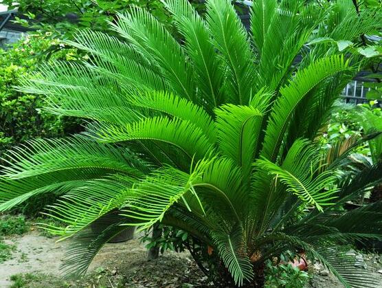 養(yǎng)鐵樹有什么忌諱，沖擊財(cái)運(yùn)與福運(yùn)/戀愛結(jié)婚難