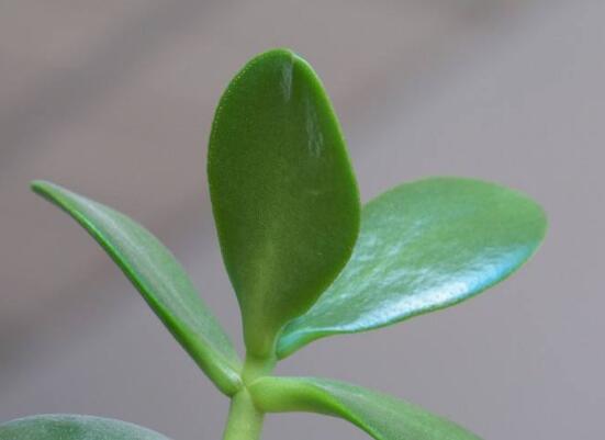 盆栽玉樹怎么養(yǎng)護(hù)，老農(nóng)總結(jié)七大養(yǎng)護(hù)方法