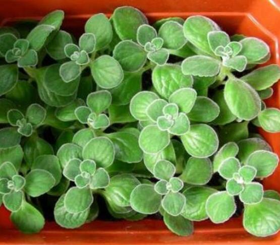 碰碰香的功效與作用，凈化空氣、消炎消腫，制作香精