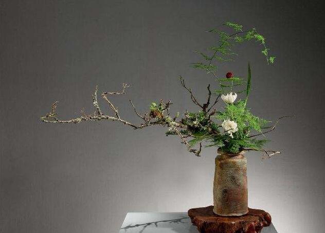 為什么家里不能養(yǎng)文竹，這是不科學(xué)的理論