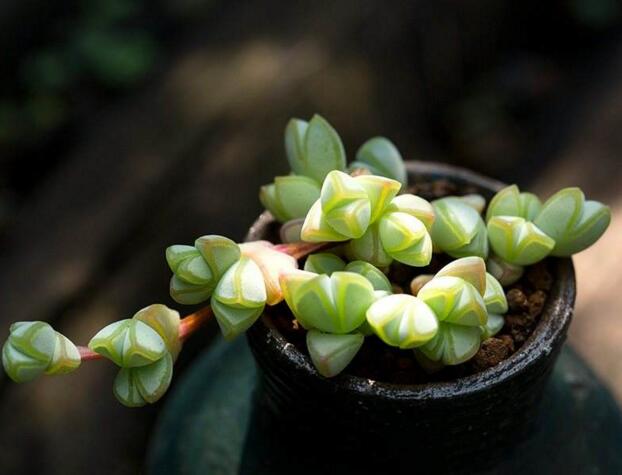 碧玉蓮如何度夏，最主要的是不要隨意澆水