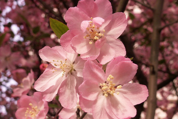 櫻花樹(shù)一年開(kāi)幾次花