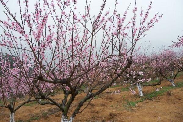 桃花葉子發(fā)黃怎么回事，以下4種原因都會(huì)導(dǎo)致桃花葉子發(fā)黃