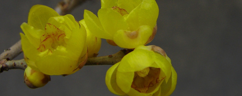 臘梅鮮切花能養(yǎng)幾天