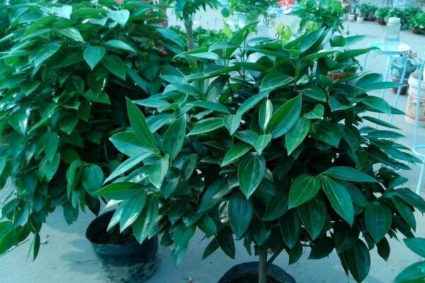 平安樹(shù)的養(yǎng)殖方法和注意事項(xiàng)