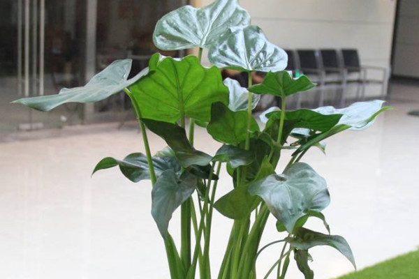 滴水觀音北方冬季能過冬嗎