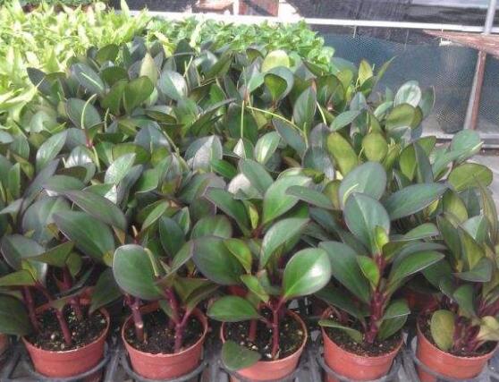 紫邊碧玉椒草的養(yǎng)殖方法和注意事項嗎，老農(nóng)教你六大基本養(yǎng)殖方法