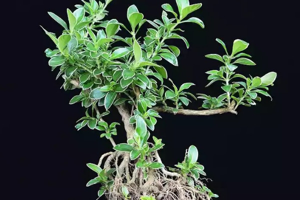 金邊六月雪的養(yǎng)殖方法和注意事項(xiàng)