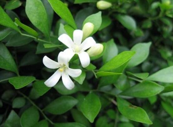 九里香花有毒嗎，無(wú)毒/制作香精香料、泡茶泡酒喝