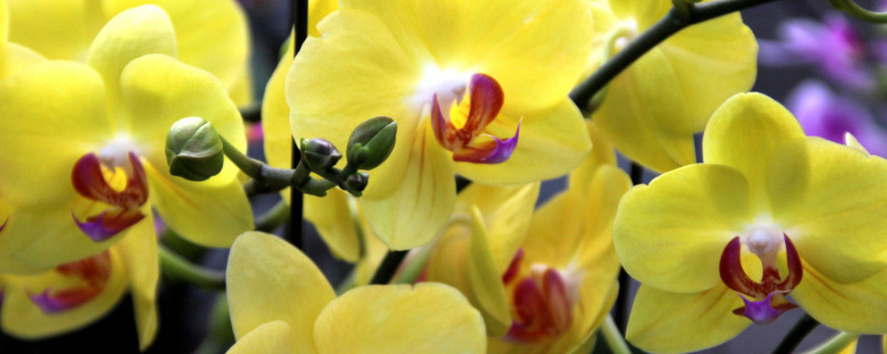 蝴蝶蘭怎么澆水多長時間一澆