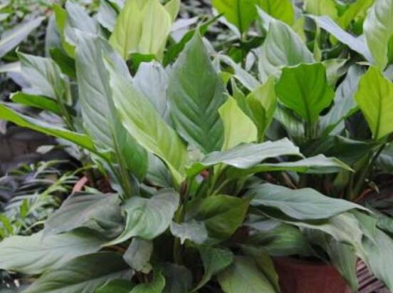 一帆風(fēng)順蔫了怎么補(bǔ)救，四種原因以及補(bǔ)救辦法