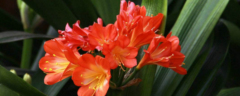 家里君子蘭開(kāi)花的寓意